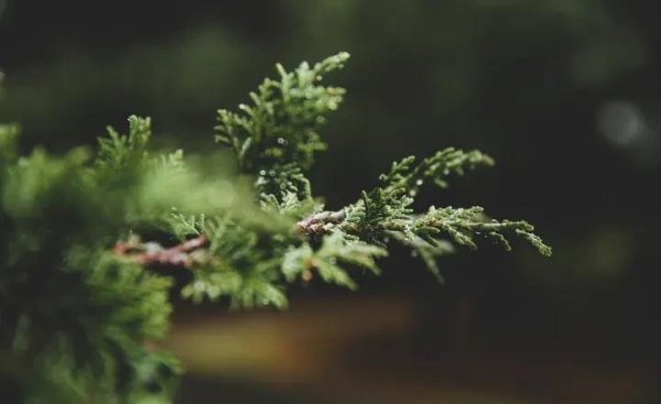 松树的种类有哪些