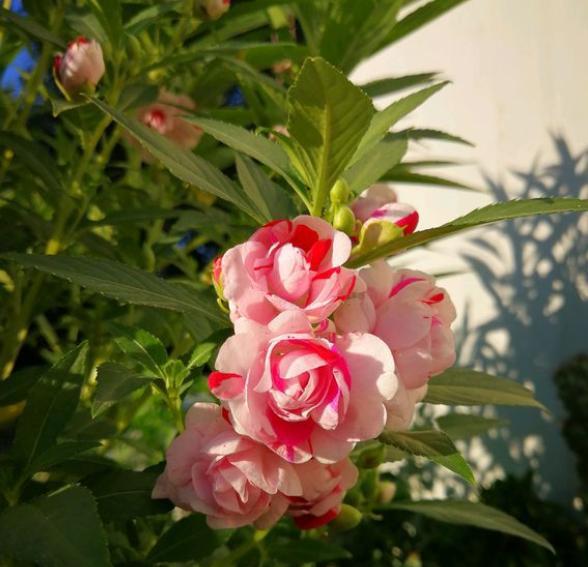 凤仙花怎么种植盆栽