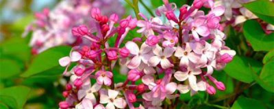 丁香花盆栽怎么养 栽培丁香花的妙招