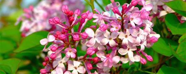 丁香花盆栽怎么养