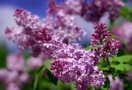 丁香花盆栽怎么养