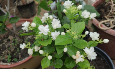 茉莉花盆栽注意事项有哪些 关于茉莉的养护妙招