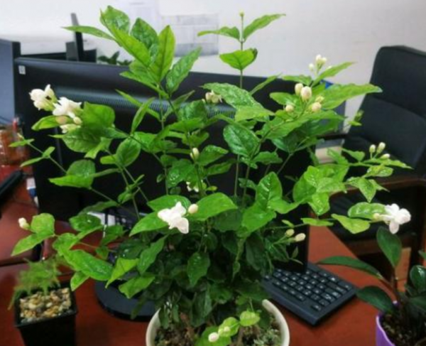 茉莉花盆栽注意事项有哪些