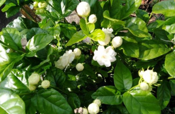 茉莉花盆栽注意事项有哪些