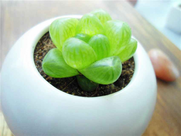 玉露多肉植物怎么养