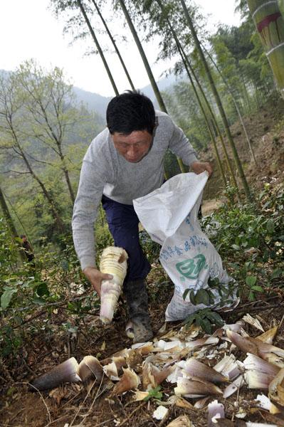 小琴丝竹盆栽怎么养