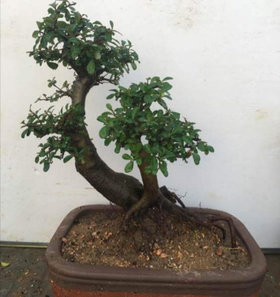 火棘老桩盆景怎么养护