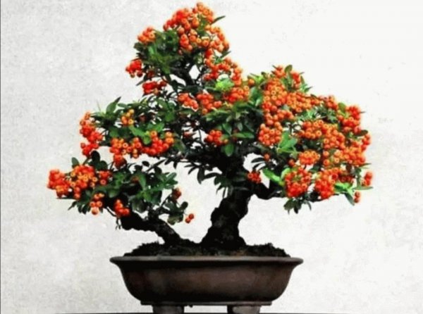 火棘老桩盆景怎么养护