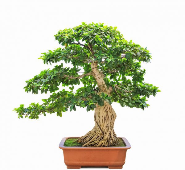 榕树盆景怎么养殖