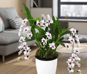 石斛怎样种植