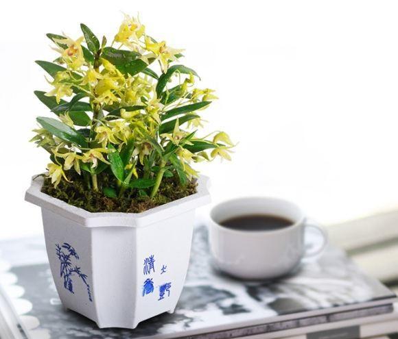 石斛怎样种植