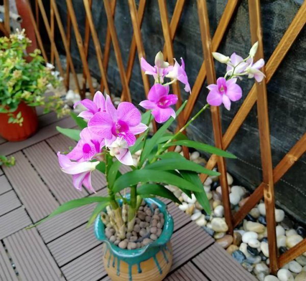 石斛怎样种植
