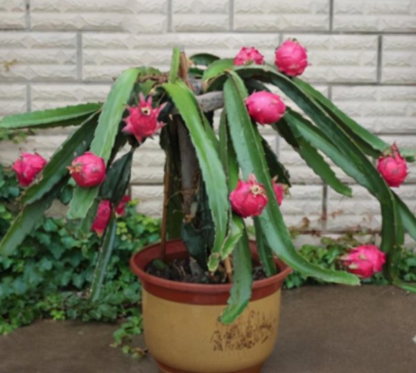 盆栽火龙果怎样种植