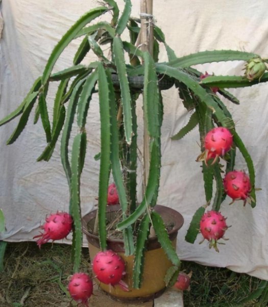 盆栽火龙果怎样种植