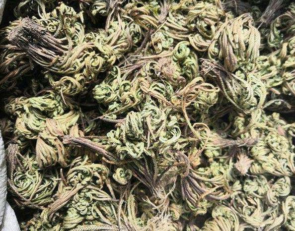 卷柏盆景怎么养