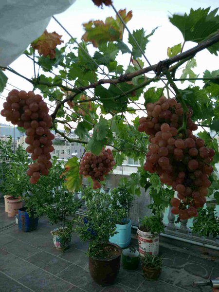 盆栽葡萄怎么养