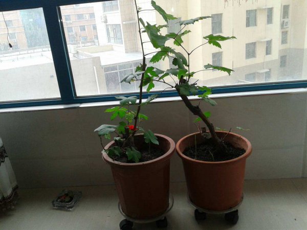 盆栽葡萄怎么养