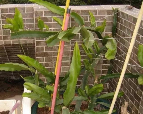 盆栽火龙果怎么种植