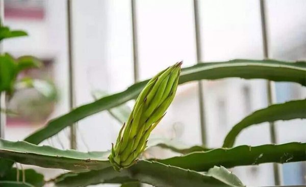 盆栽火龙果怎么种植