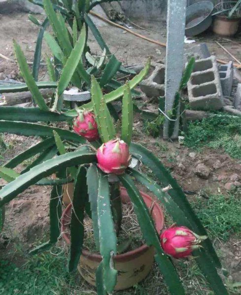 盆栽火龙果怎么种植