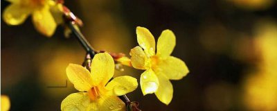 迎春花老桩怎么养 迎春花盆景养殖方法及注意事项