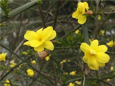 迎春花老桩怎么养