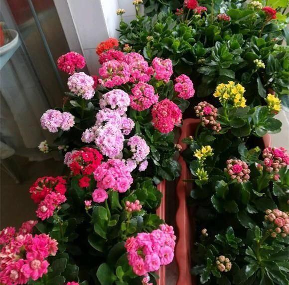 长寿花如何养护