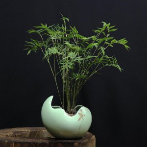 盆栽毛竹怎么养 毛竹种子种植方法讲解
