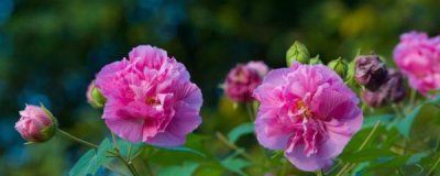 富贵芙蓉花怎样栽培 盆栽芙蓉花的养殖方法