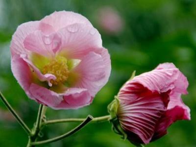 富贵芙蓉花怎样栽培