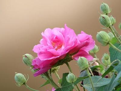 富贵芙蓉花怎样栽培