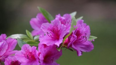杜鹃品种有哪些 杜鹃花四大品种排名