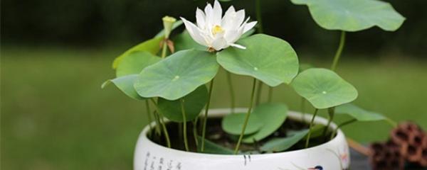 盆栽荷花怎么种植