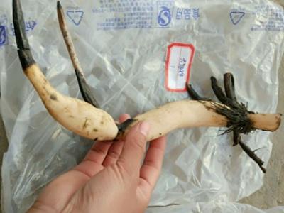 盆栽荷花怎么种植