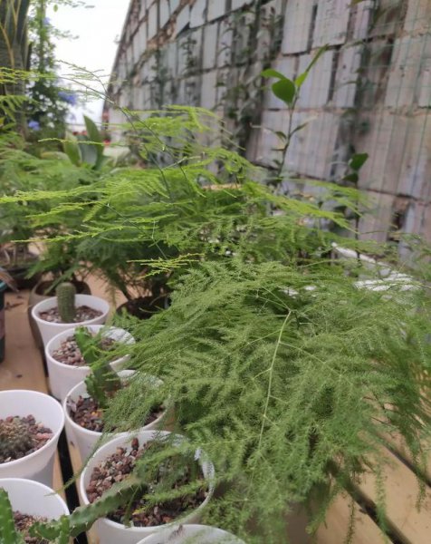 文竹盆景怎么养
