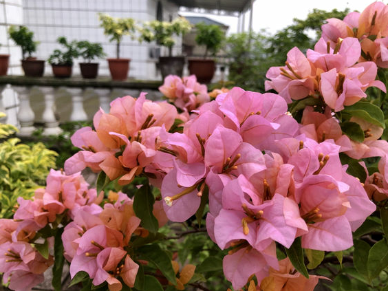 新手适合养什么花