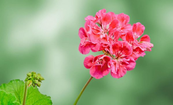 花叶天竺葵怎么养