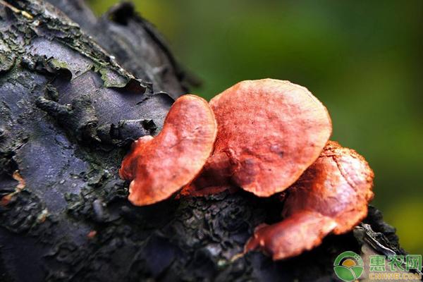 灵芝盆栽怎么养护