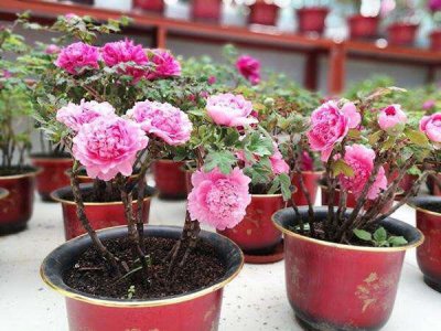 牡丹盆栽怎么种植 牡丹花苗的种植方法及养护