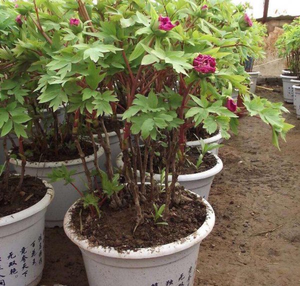 牡丹盆栽怎么种植