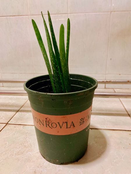 养芦荟多久浇一次水