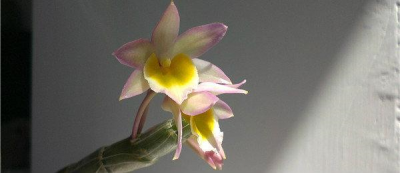 石斛怎么养 石斛的培植方法及养护