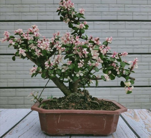 金枝玉叶盆栽怎么养