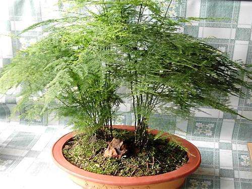 如何养文竹才能更旺盛