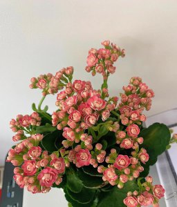 折个枝入土就活的植物有哪些 有关春季枝条繁殖能力强的花卉植物