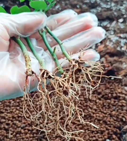 折个枝入土就活的植物有哪些