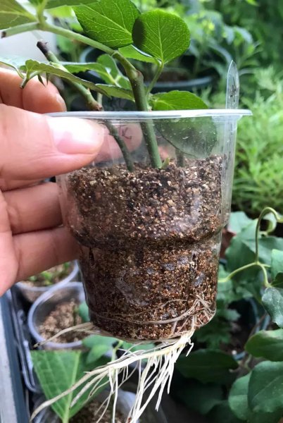 折个枝入土就活的植物有哪些