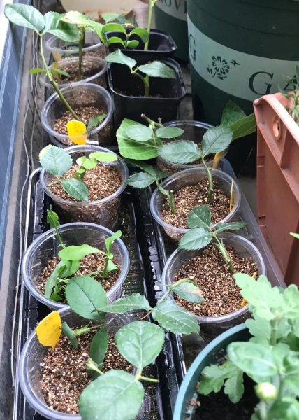 折个枝入土就活的植物有哪些