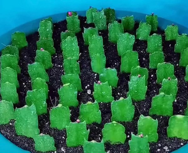 折个枝入土就活的植物有哪些