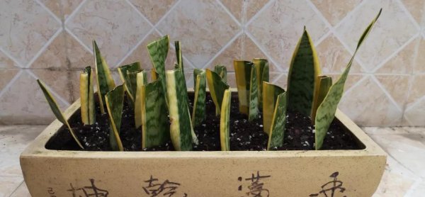 折个枝入土就活的植物有哪些